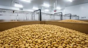 California Nonpareil almonds in refrigerated cold storage bins inside a Madera County agricultural warehouse